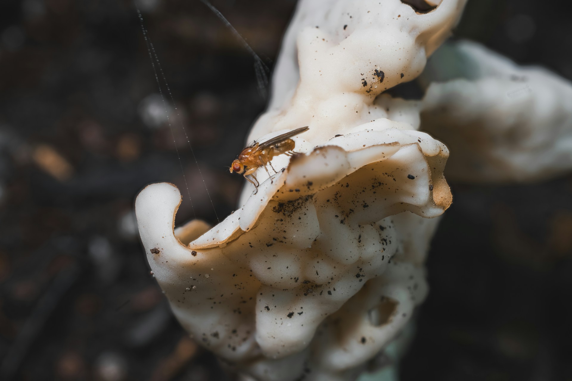 mold grows on popcorn